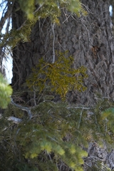 Phoradendron pauciflorum
