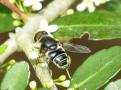 Eristalis saxorum