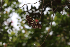 Heliconius charithonia
