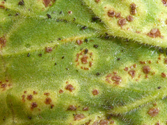 Puccinia pelargonii-zonalis image