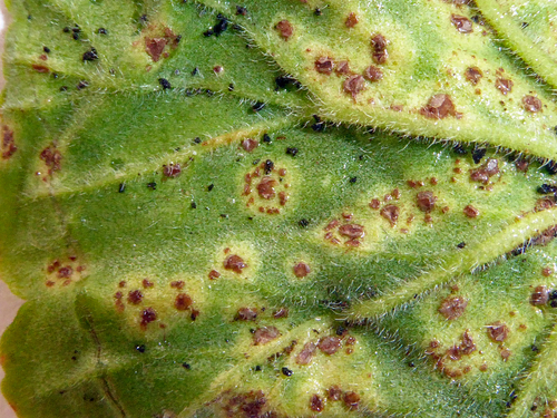 Geranium Rust (puccinia Pelargonii-zonalis) · Inaturalist