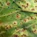 Geranium Rust - Photo no rights reserved, uploaded by Peter de Lange