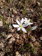 Ornithogalum baeticum