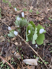 Sanguinaria canadensis