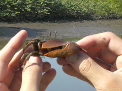 Uca maracoani