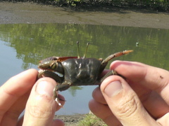 Uca maracoani