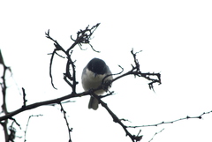 Microspingus melanoleucus