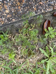 Cyclospermum