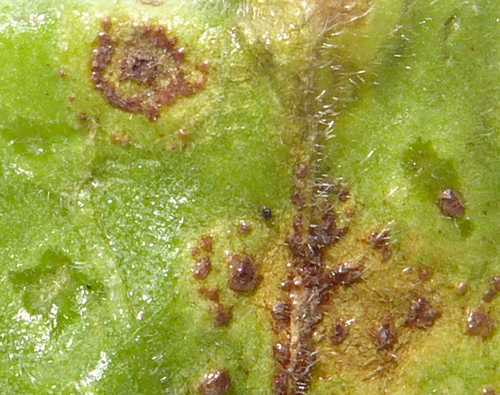 Puccinia pelargonii-zonalis image