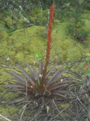 Tillandsia pastensis