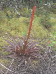 Tillandsia pastensis