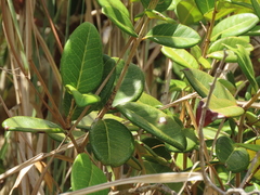 Eugenia sessiliflora