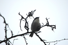 Microspingus melanoleucus