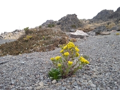 Draba jorullensis