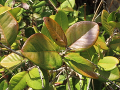 Eugenia sessiliflora