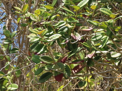 Eugenia sessiliflora