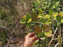Eugenia sessiliflora
