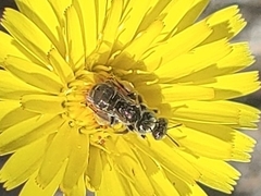 Perdita malacothricis