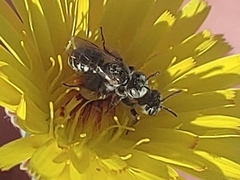 Perdita malacothricis