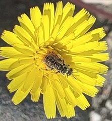 Perdita malacothricis