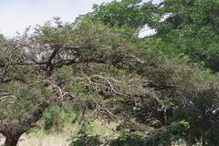 Vachellia sieberiana