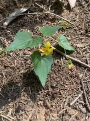Viola lobata integrifolia