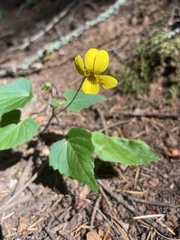 Viola lobata integrifolia