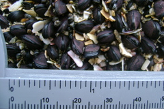 Brachidontes