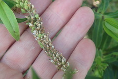 Veronica stricta stricta