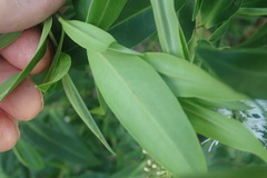Veronica stricta stricta
