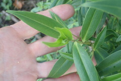 Veronica stricta stricta