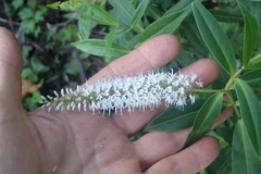 Veronica stricta stricta