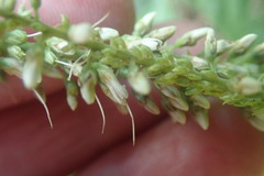 Veronica stricta stricta