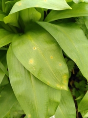Puccinia sessilis