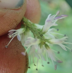 Veronica stricta stricta