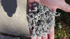 Stereocaulon paschale