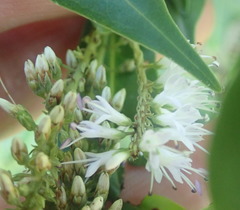 Veronica stricta stricta