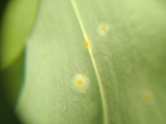 Puccinia sessilis