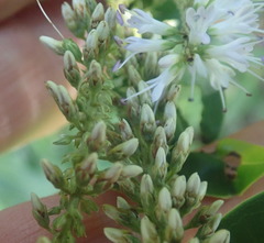 Veronica stricta stricta