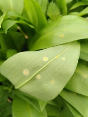 Puccinia sessilis