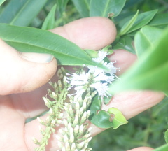 Veronica stricta stricta