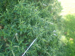 Veronica stricta stricta