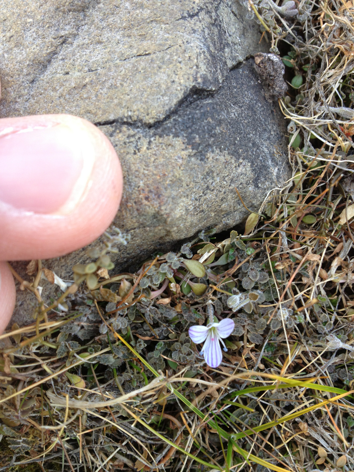 Image of Veronica lilliputiana by (c) Jon Sullivan, some rights reserved (CC BY)