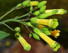 Nicotiana glauca