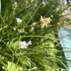 Carex tumulicola