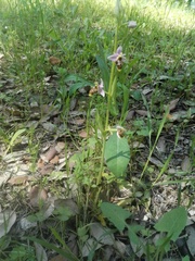 Ophrys scolopax apiformis