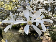 Magnolia