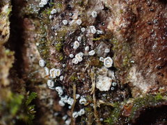 Proliferodiscus pulveraceus