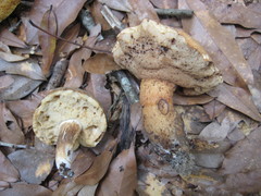 Tylopilus tabacinus