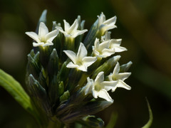 Amsonia palmeri